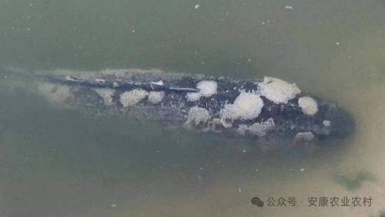 如何預防龍魚再次感染真菌？