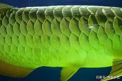 如何預防龍魚再次感染真菌？