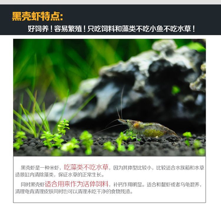 養的龍魚能不能吃蝦米：養龍魚可以喂食蝦米嗎？