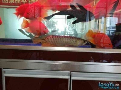 龍魚最怕什么魚呢：龍魚最怕的是什么魚？