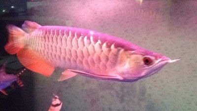 龍魚蹭身子：龍魚蹭身子可能有多種原因龍魚蹭身子可能有多種原因