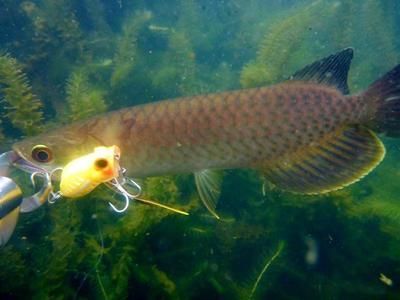 龍魚長時間靜止不動的原因及解決方法（龍魚長時間靜止不動可能由多種原因引起龍魚不愿游動）