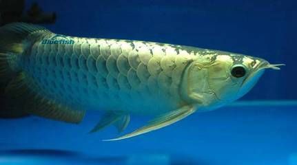 龍魚長時間靜止不動的原因及解決方法（龍魚長時間靜止不動可能由多種原因引起龍魚不愿游動）