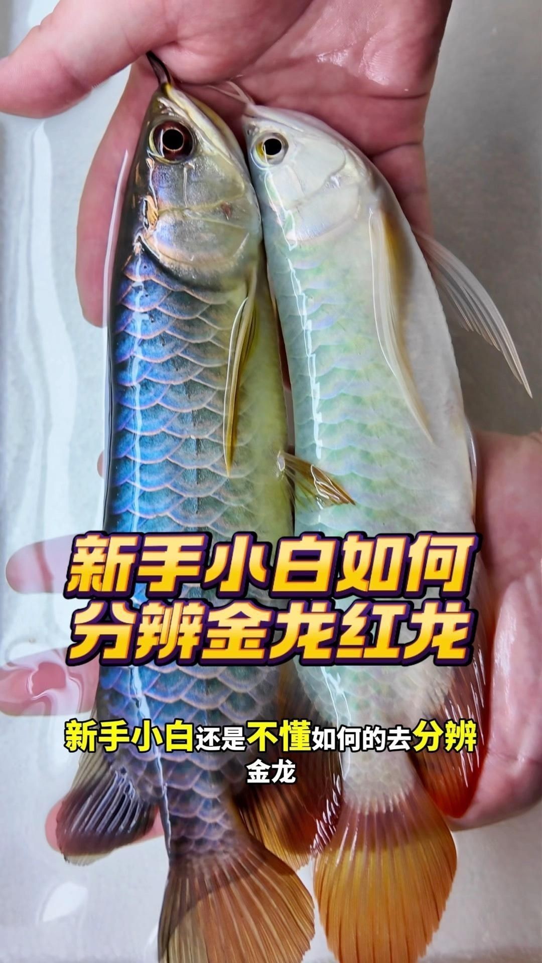 如何鑒別金龍魚的顏色？