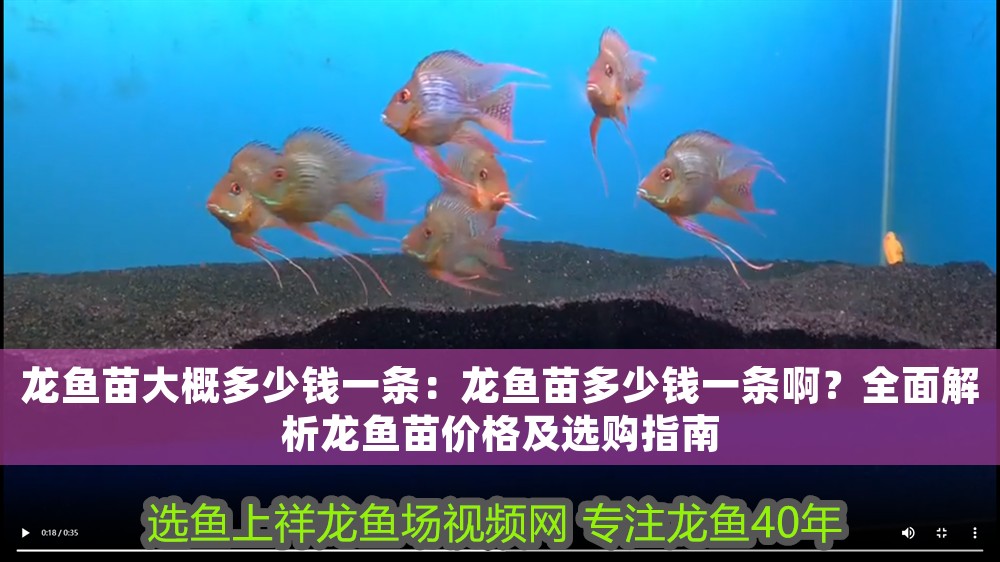 龍魚苗大概多少錢一條：龍魚苗多少錢一條啊？全面解析龍魚苗價格及選購指南