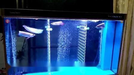 龍魚吃啥長得快：龍魚生長速度和飼養方式密切相關