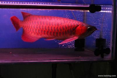 龍魚可以長到多大的魚：龍魚的生長潛力有多大