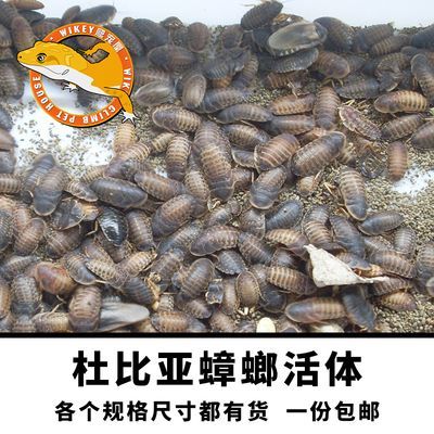 活體金龍魚批發市場（活體金龍魚批發市場在哪里） 活體金龍魚批發市場（活體金龍魚批發市場在哪里） 龍魚百科 第1張