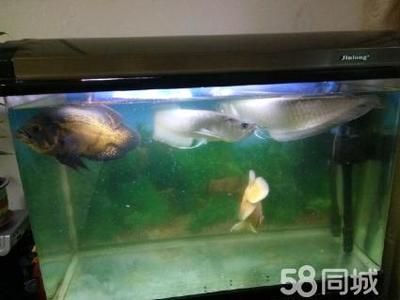 超大銀龍魚（中大型淡水魚類:霸氣的銀龍魚）