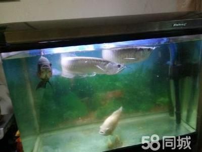 超大銀龍魚（中大型淡水魚類:霸氣的銀龍魚）
