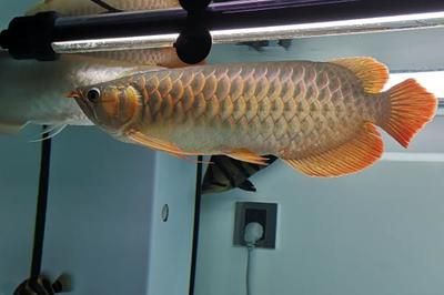 龍魚長大了,要換缸嗎？：如何判斷龍魚是否需要換缸？