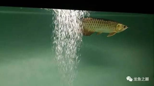 龍魚長大了,要換缸嗎？：如何判斷龍魚是否需要換缸？
