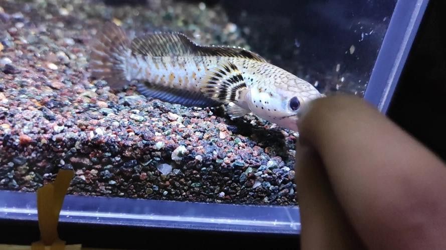 幻紅雷龍魚苗子什么樣