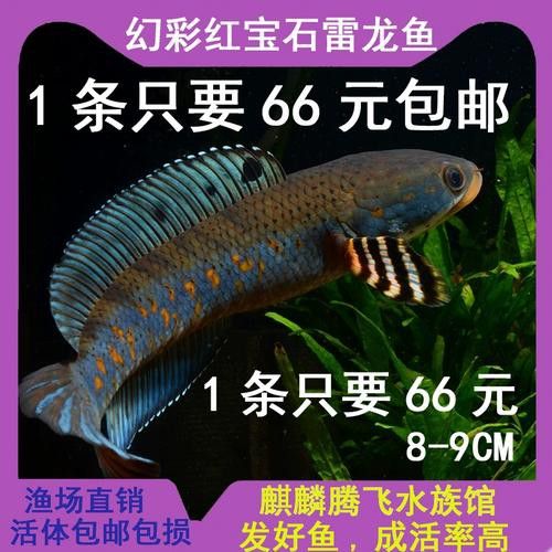 幻紅雷龍魚苗子什么樣