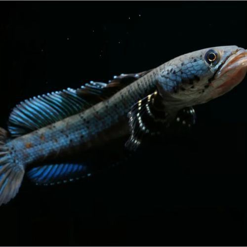 幻紅雷龍魚苗子什么樣