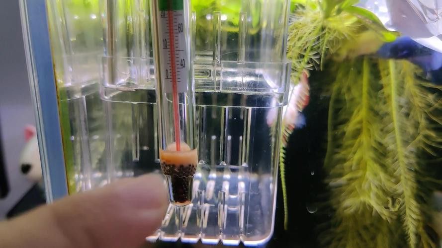 幻紅雷龍魚苗子什么樣