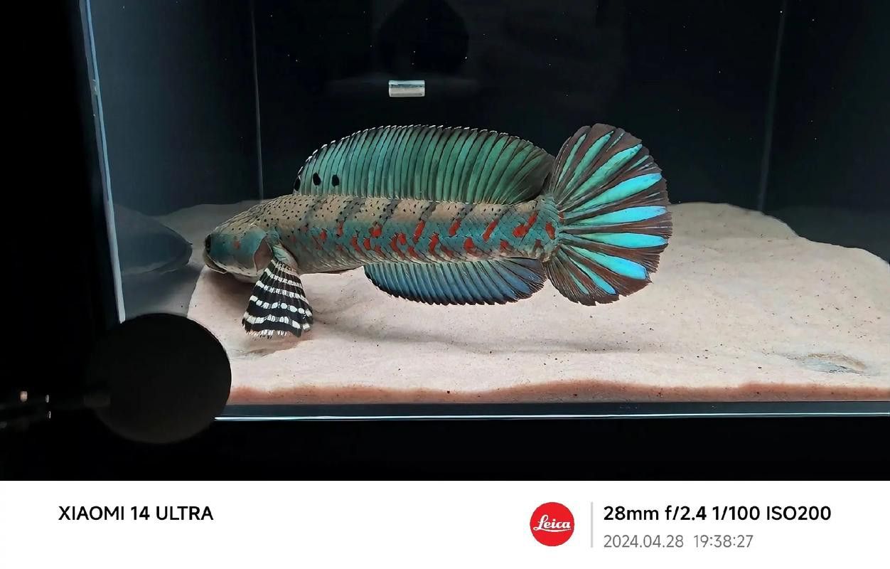 幻紅雷龍魚苗子什么樣