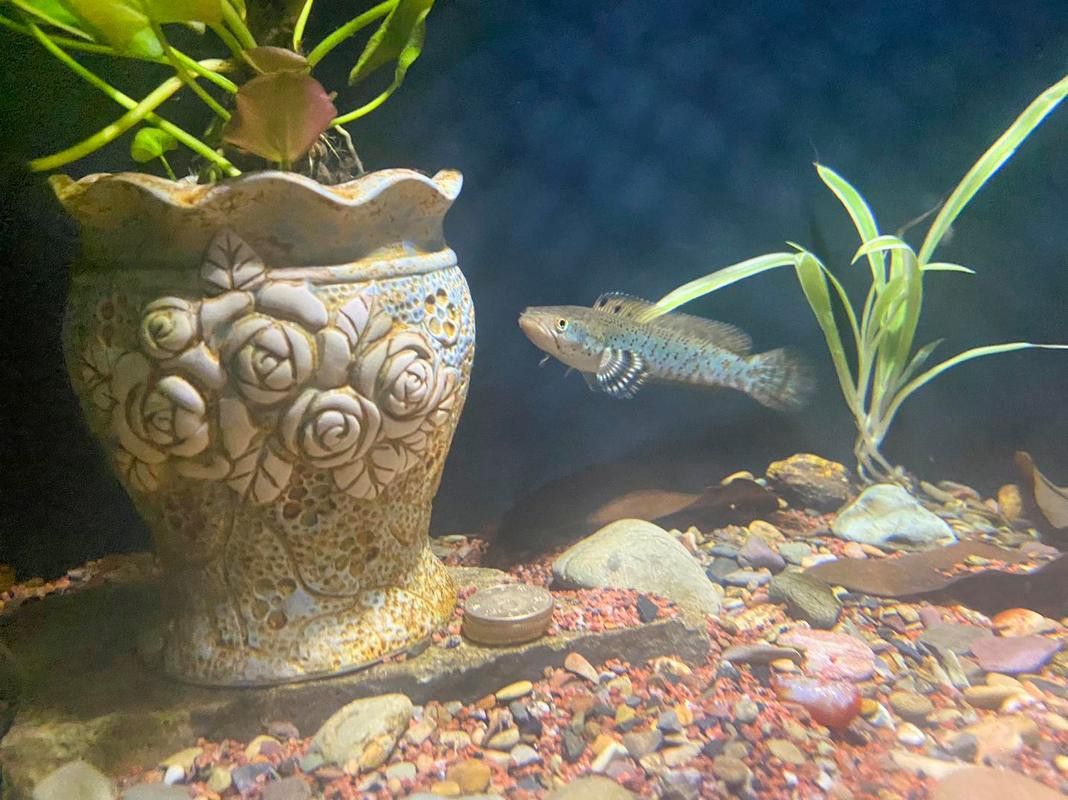 幻紅雷龍魚苗子什么樣