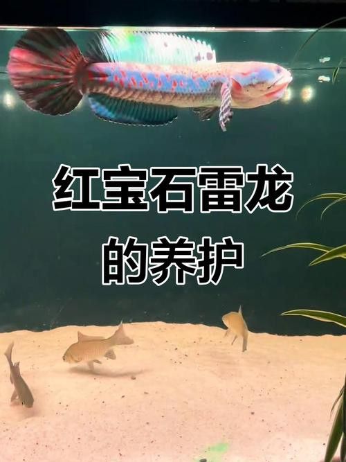 幻紅雷龍魚苗子什么樣