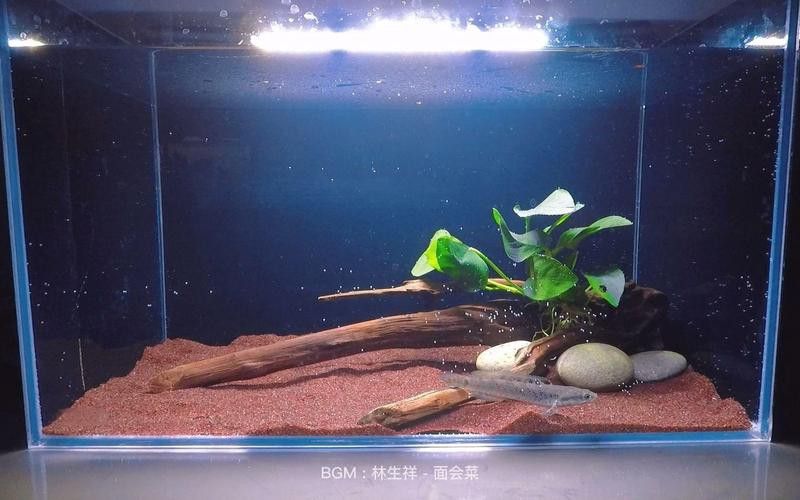 幻紅雷龍魚苗子什么樣