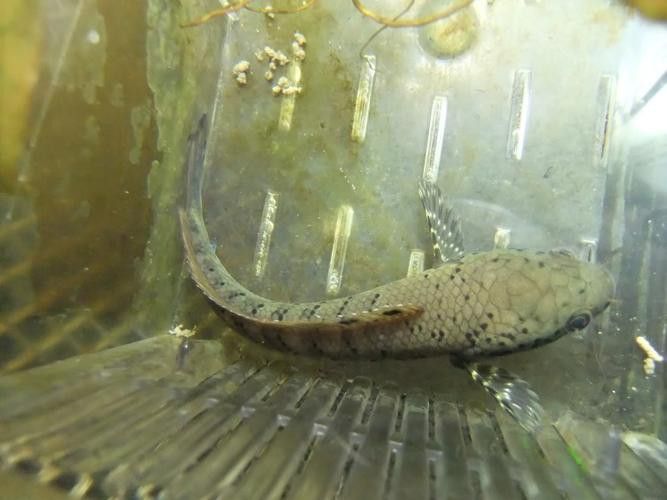 幻紅雷龍魚苗子什么樣