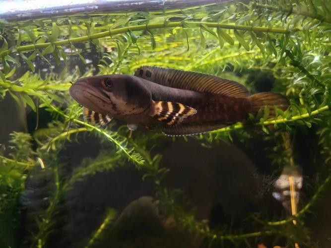 幻紅雷龍魚苗子什么樣