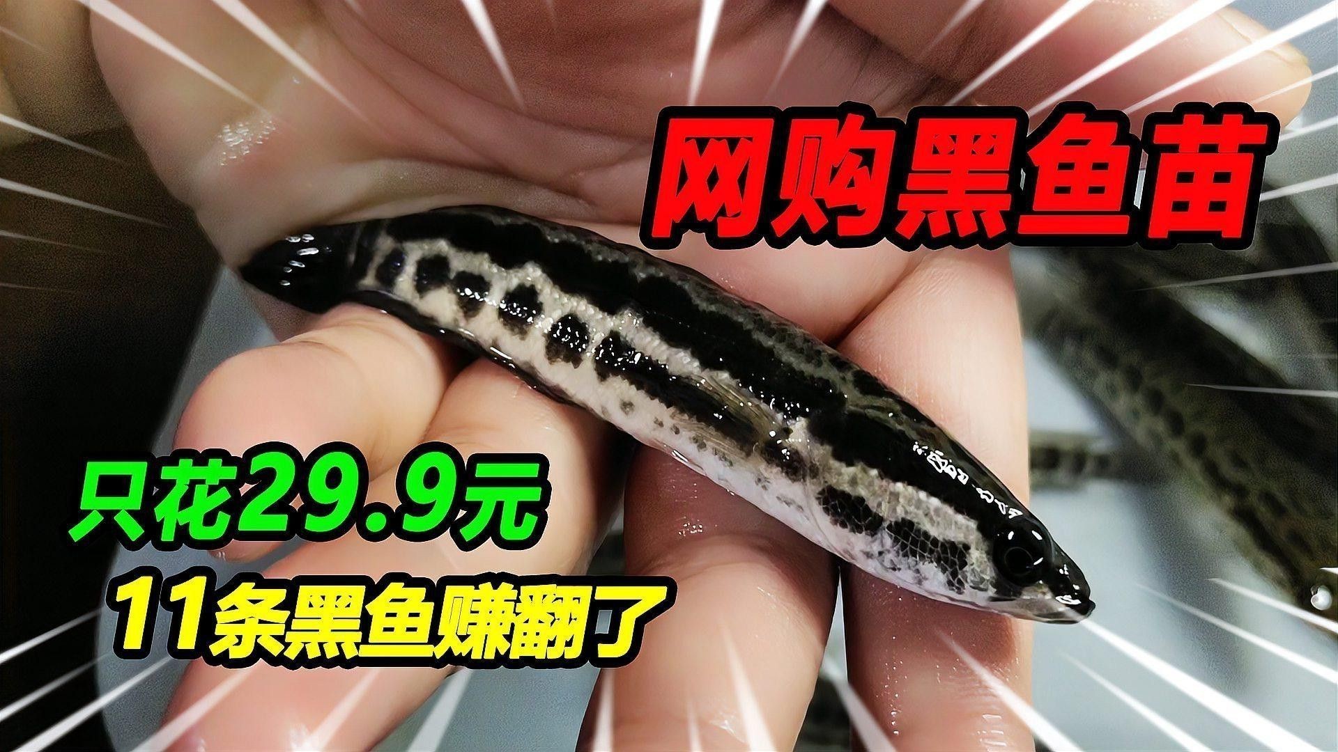 幻紅雷龍魚苗子什么樣
