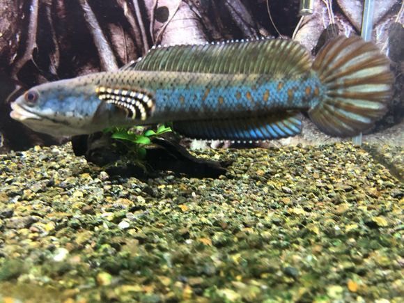 幻紅雷龍魚苗子什么樣