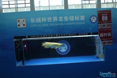 2024長城杯世界龍魚錦標賽：2024長城杯世界龍魚錦標賽冠軍2024長城杯世界龍魚錦標賽總冠軍