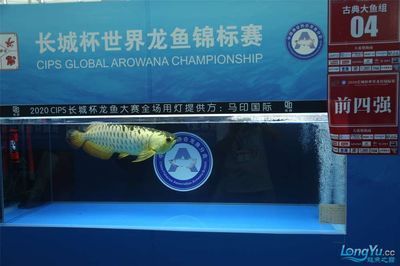 2024長城杯世界龍魚錦標賽：2024長城杯世界龍魚錦標賽冠軍2024長城杯世界龍魚錦標賽總冠軍