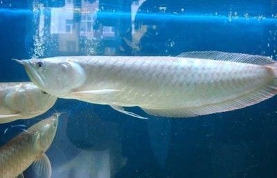 銀龍魚飼料營養價值分析：銀龍魚飼養價值分析：銀龍魚飼料的營養價值分析表明