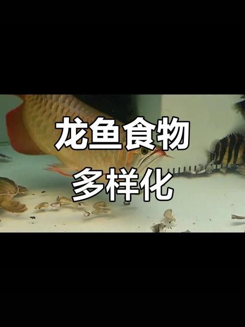 金頭過背金龍魚喂什么食物最好？