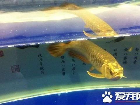 龍魚食物選擇和喂食注意事項，龍魚食物選擇對其健康和生長至關重要：龍魚的食物選擇及喂食注意事項