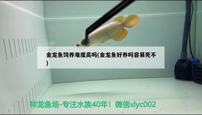觀賞金龍魚什么價格好養，新手觀賞金龍魚價格適中且易于養殖的觀賞金龍魚品種