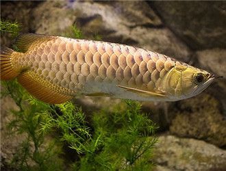 觀賞金龍魚什么價格好養，新手觀賞金龍魚價格適中且易于養殖的觀賞金龍魚品種