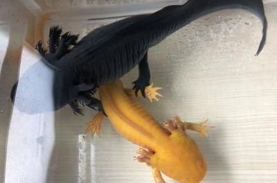 怎樣判斷六角龍魚懷孕了（如何判斷六角龍魚懷孕？）