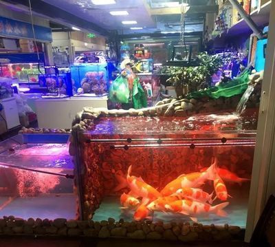 什么龍魚最好養