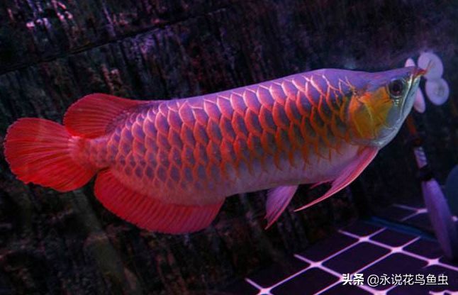 紅龍魚血統(tǒng)排行表（紅龍魚的血統(tǒng)排行表）