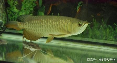 養龍魚喂什么餌料：養龍魚時選擇合適的餌料對于促進龍魚的快速生長至關重要