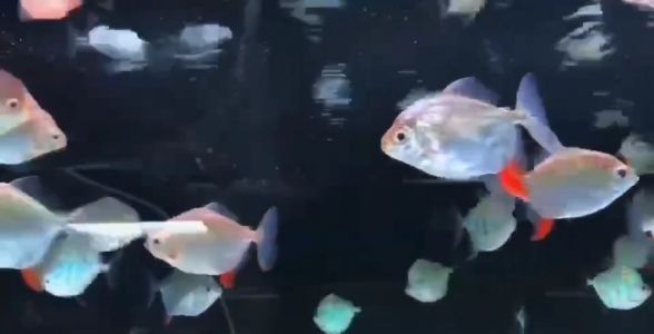 紅勾銀版魚混養入缸順序詳解：紅勾銀版魚混養入缸順序