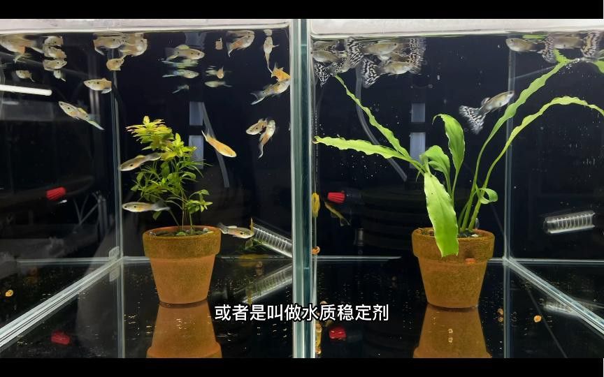 紅龍魚腮蓋發紅怎么辦？