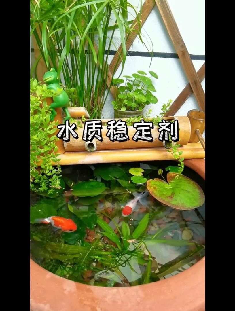 紅龍魚腮蓋發紅怎么辦？