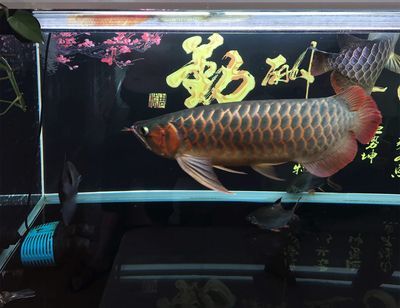 龍魚(yú)估價(jià)，影響龍魚(yú)價(jià)格的主要因素