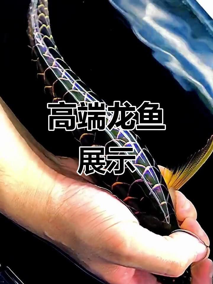 有沒有更多高清龍魚壁紙