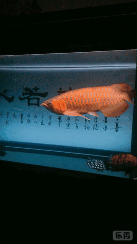 有沒有更多高清龍魚壁紙