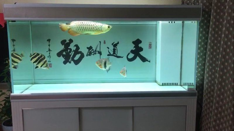 有沒有更多高清龍魚壁紙