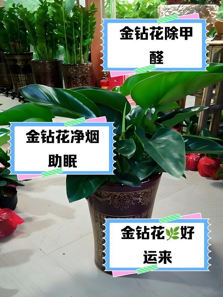 金鉆綠植的功效與作用