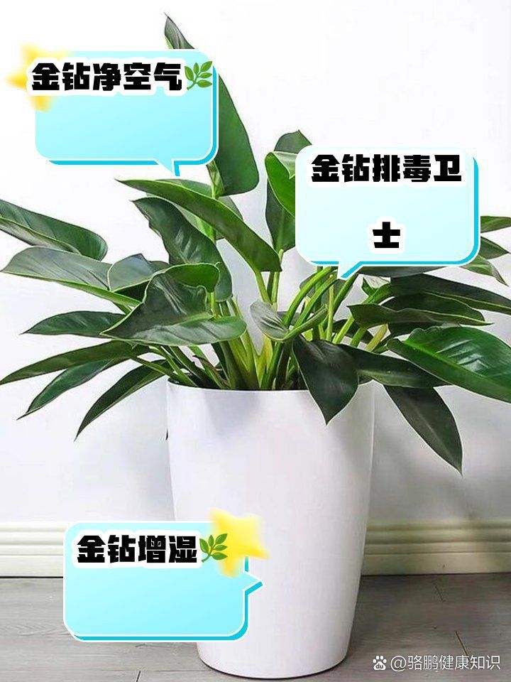 金鉆綠植的功效與作用