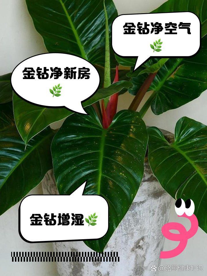 金鉆綠植的功效與作用