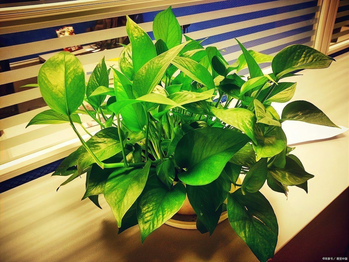 金鉆綠植的功效與作用